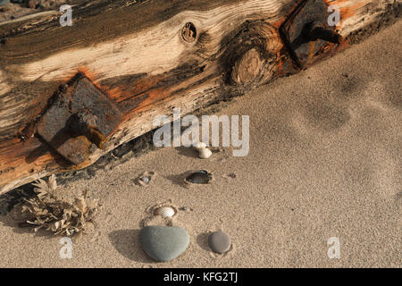 Nahaufnahme der verwitterte Holz- wellenbrecher am Strand von Lancashire Hafenstadt Fleetwood mit Kies, Sand, einem Ei und Mussel & Herzmuscheloberteilen Stockfoto
