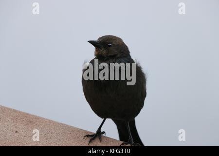 Kleine schwarze Vogel steht auf einer Stange durch den Ozean. Stockfoto