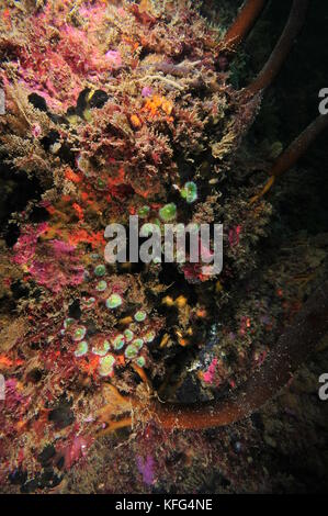 Bunte senkrechte Wand mit Juwel Anemonen bedeckt corynactis Australis und anderen bunten inkrustierende Wirbellosen. Stockfoto
