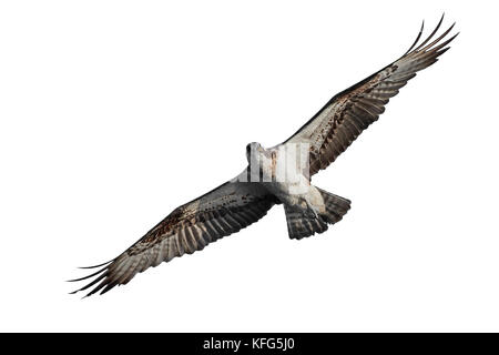 Osprey im Flug auf weißem Hintergrund Stockfoto