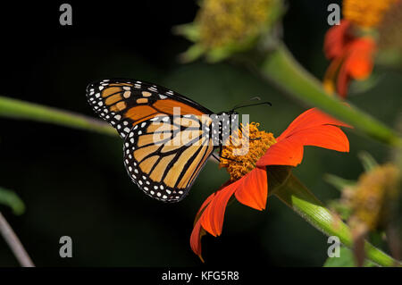 Monarch butterfly auf tithonia diversifolia oder Mexikanische Sonnenblume. Stockfoto