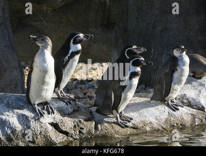 Humboldt-Pinguine Calgary Zoo Stockfoto