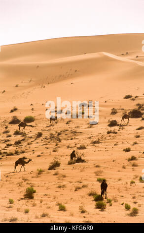 Kamele in der Nähe der Shaybah Gas öl Luftzerlegungsanlage (gosp), eine große Gas-, Öl- und Produktionsstätte in das Leere Viertel Wüste Saudi Arabiens, in der Nähe der Grenze zu den Vereinigten Arabischen Emiraten. Stockfoto