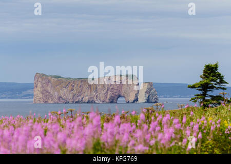 Percé Rock von Bonaventure Island aus gesehen mit rosa Wildblumen im Vordergrund Stockfoto