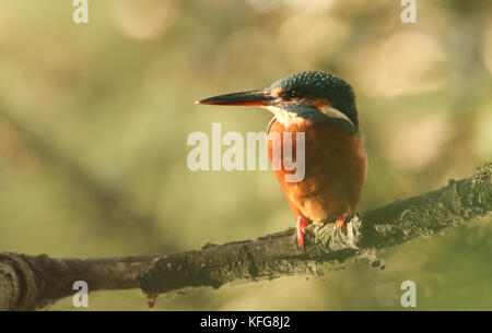 Eine atemberaubende Eisvogel-Frau (Alcedo atthis) auf einem Ast. Stockfoto