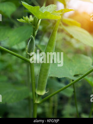 Junge grüne Okra wächst am Baum Stockfoto