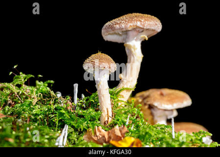 Close-up Makro Foto von einer Gruppe von Honig Pilze (Armillaria Mellea) wächst auf einem Bemoosten Baumstumpf, auf schwarzem Hintergrund isoliert. Stockfoto