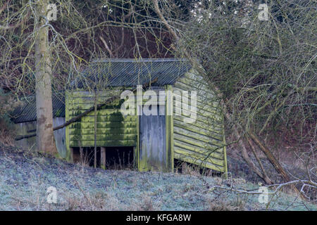 Alte im Wald von hidcote Gärten Schuppen, die North Cotswolds Stockfoto