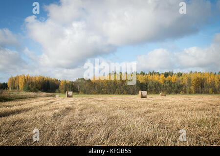 Heu rollt auf geerntet Agrarbereich mit Wald im Herbst Farben in gelb und grün auf blau Himmel Hintergrund mit geschwollenen Wolken bei Sonnenuntergang Stockfoto