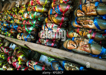 Scylla serrata. frische Krabben sind mit bunten Kunststoff Seile gebunden und in einem ordentlichen Reihen am Fischmarkt in Thailand angeordnet. Rohstoffe für seaf Stockfoto