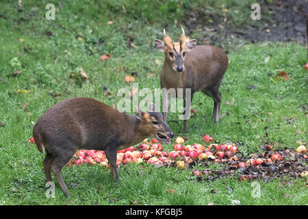 Muntjac muntiacus reevesi auch genannt bellende Rehe Essen windfall Äpfel Stockfoto