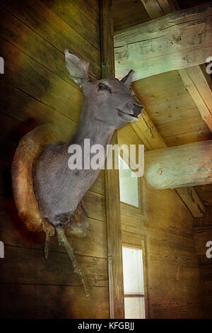 Der Hirschkopf an der Wand eines Holz- Winter Ski chalet Stockfoto