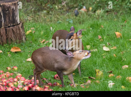 Muntjac muntiacus reevesi auch genannt bellende Rehe Essen windfall Äpfel Stockfoto