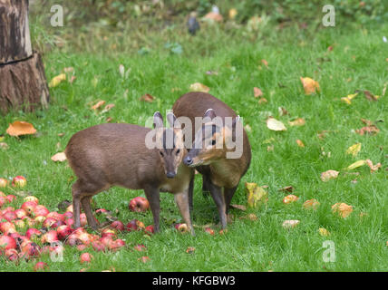 Muntjac muntiacus reevesi auch genannt bellende Rehe Essen windfall Äpfel Stockfoto