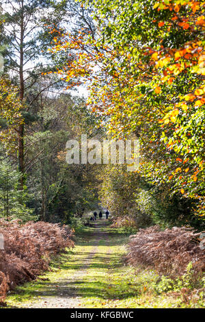 Spaziergang im Wald von Dean, Gloucestershire Stockfoto