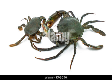 Scylla serrata. Große Krabbe mit der Kralle kleine Krabbe auf weißem Hintergrund zu kämpfen. Rohstoffe für Meeresfrüchte Restaurants Konzept. Stockfoto