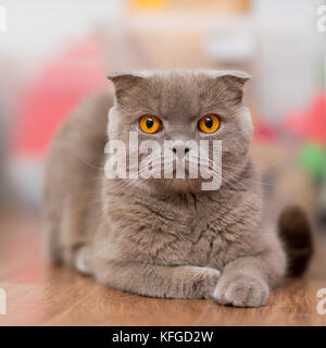 Katze Rasse Scottish Fold, braune Farbe mit orangefarbenen Augen auf dem Boden liegend Stockfoto