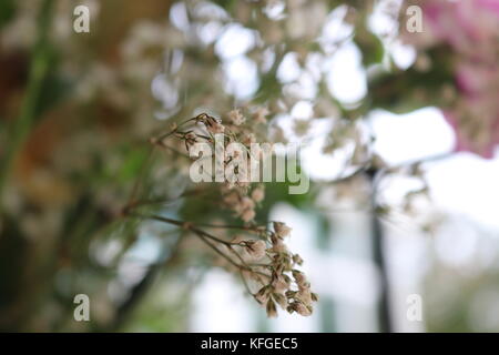 Bis die Nahaufnahmen von Blumen mit unscharfen Hintergrund und Kontrast. Natur und Tierwelt grün drinnen. Die Erfassung der Natur als Kunst. Stockfoto