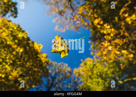 Ein Blatt fällt durch die Luft unter einer überdachung der Bäume im Herbst. Stockfoto