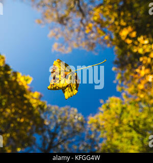 Ein Blatt fällt durch die Luft unter einer überdachung der Bäume im Herbst. Stockfoto