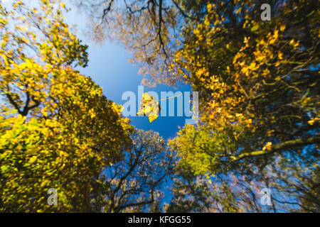 Ein Blatt fällt durch die Luft unter einer überdachung der Bäume im Herbst. Stockfoto