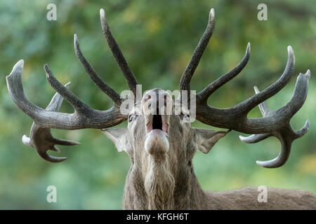 Große Hirsche heulen in der Brunftzeit (Cervus elaphus) Stockfoto