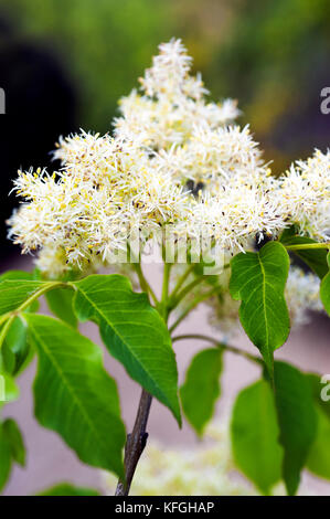 Manna Esche (Fraxinus ornus) Stockfoto