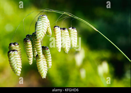 Größere Beben Gras (Briza maxima) Stockfoto