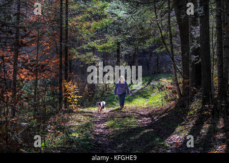 Ein im mittleren Alter kaukasische Frau und ihr Haustier Shetland Sheepdog, Sheltie, Hund Spaziergang entlang einem Pfad durch den Wald im Herbst in Groton, VT, USA. Stockfoto