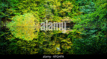 Schönen Herbst farbige Bäume in einem kleinen Wald Teich wider Stockfoto