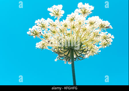 Queen Ann's Lace (Daucus carota) gegen den blauen Himmel Stockfoto