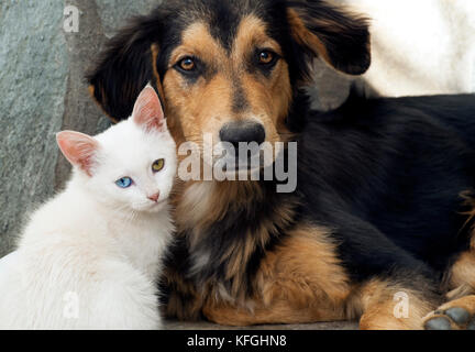 Nahaufnahme der Ein weißes Kätzchen und ein junger Hund nebeneinander sitzen und Kamera Stockfoto