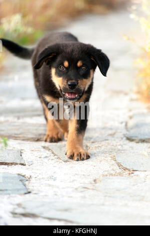 Ein Rottweiler Welpen zu Fuß in Richtung Kamera Stockfoto