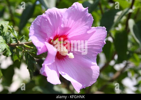 Hibiskus Blüte in Rosa, rosa Stockfoto
