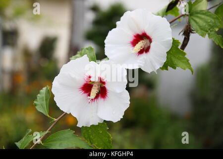 Hibiskus Blüte in Weiß Stockfoto