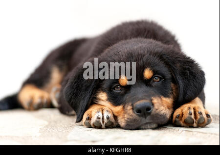 Vorderansicht eines Rottweiler Welpen liegen im Freien und Blick auf Kamera Stockfoto