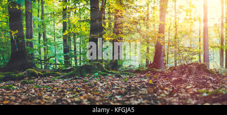 Goldener Herbst Szene in einem Wald. Abend helle Sonnenstrahlen durch den Baum gelbe Blätter kommen. Wurzeln abgedeckt durch die Moss Stockfoto