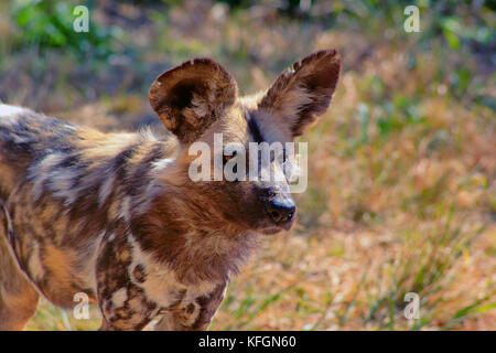 Afrikanischer Wildhund (Lycaon pictus) mit Ohren stach im Busch der Limpopo Provinz, Südafrika Stockfoto