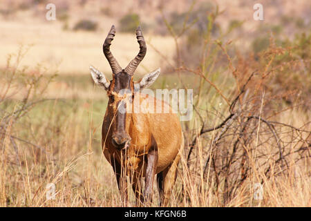 Gemeinsame Wasserbüffeln Antilope (Damaliscus lunatus) ständigen Beweidung im Pilanesberg National Park, Südafrika Stockfoto