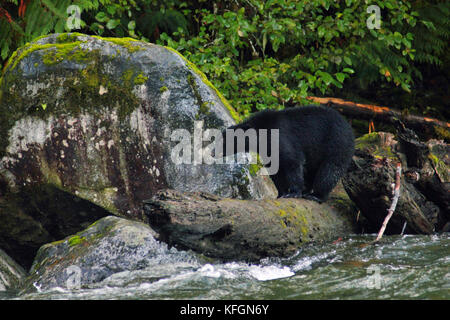 Black Bear (Ursus americanus) die Fischerei auf Lachs auf einem Felsen im Stempel River, in der Nähe von Port Alberni in Kanada Vancouver Island Stockfoto