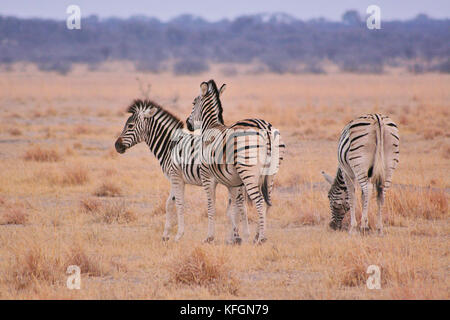 Herde von Burchell's Plains Zebras (Equus burchelli) auf eine Reserve in Botsuana Stockfoto