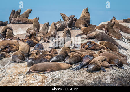 Dichtungen in Kapstadt Südafrika Stockfoto