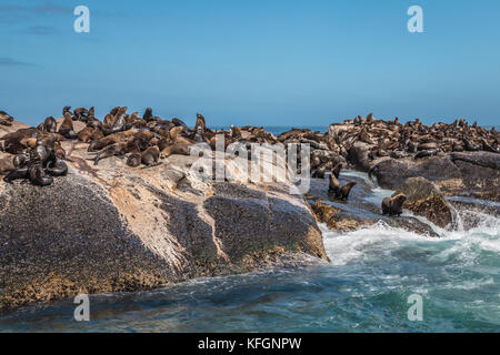 Seal Island in Kapstadt Südafrika Stockfoto