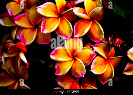 Frangipani, nützliche Blume in den meisten südostasiatischen Kultur. Getrocknet und für Tee verwendet, Schönheit Produkte wie Seife und Öle für Aphrodisiakum. Stockfoto