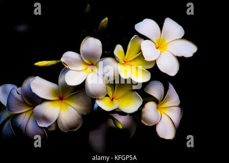 Frangipani, nützliche Blume in den meisten südostasiatischen Kultur. Getrocknet und für Tee verwendet, Schönheit Produkte wie Seife und Öle für Aphrodisiakum. Stockfoto