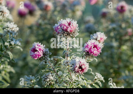 Herbst blüht lila Chrysantheme Blumen mit Schnee bedeckt. Gefrorene Blumen bedeckt mit Frost Stockfoto