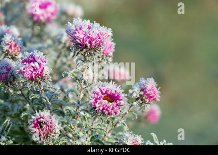 Herbst blüht lila Chrysantheme Blumen mit Schnee bedeckt. Gefrorene Blumen bedeckt mit Frost Stockfoto
