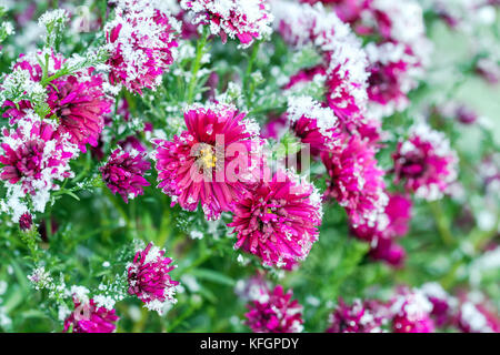 Herbst blüht lila Chrysantheme Blumen mit Schnee bedeckt. Gefrorene Blumen bedeckt mit Frost Stockfoto