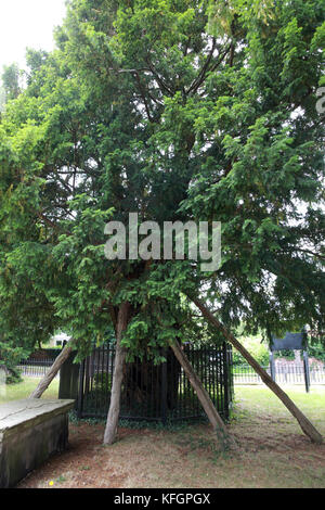 Einer der 21 alten Eiben in der St Mary Kirchhof, Overton-auf-Dee, Wrexham, North Wales. Stockfoto