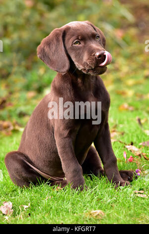 Eine kleine labradinger oder springador Welpe Hund sitzen auf der Wiese spielen und leckte sich die Lippen in einem niedliche Weise. Springer Spaniels und Labrador. Stockfoto